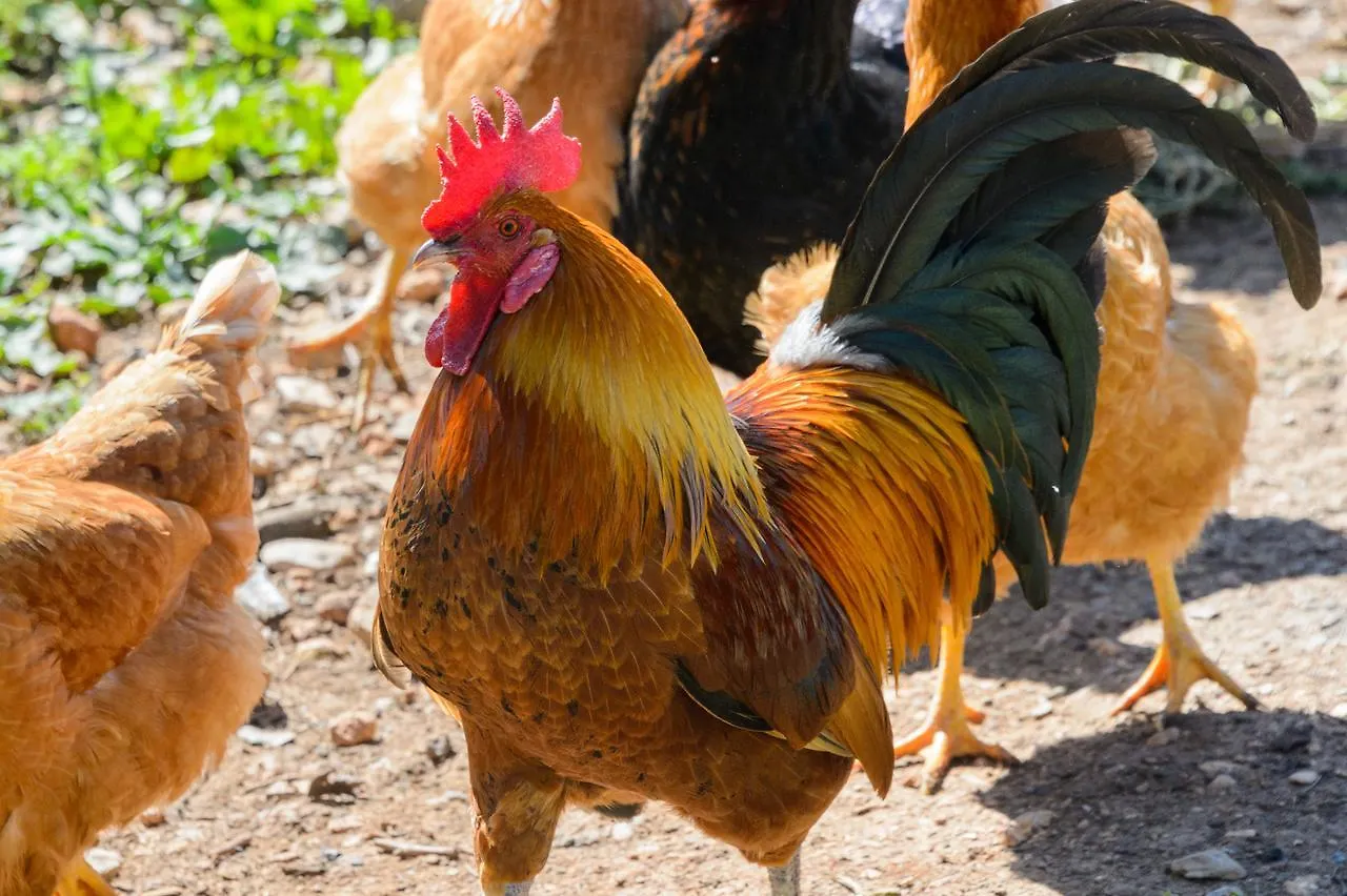 Appartamento Agroturismo Rural Can Prats Santa Eularia des Riu